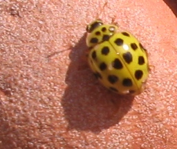 coccinella gialla (Psyllobora vigintiduopunctata)